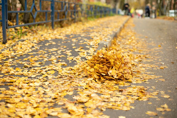 Dry leaves on the road. A bunch of yellow leaves. Cleaning of fallen foliage.