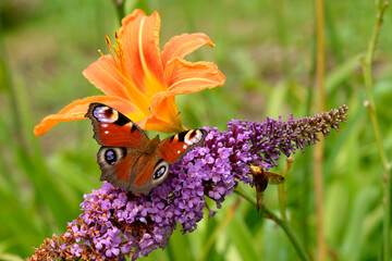 Fototapeta Motyl na fioletowym kwiecie  obraz