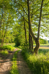 Landscape with trees and wild meadow