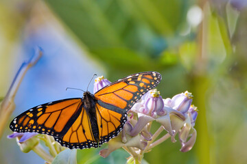 Close-up of a male monarch butterfly feeding on a giant milkweed bloom.