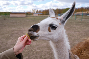 The girl strokes the alpaca on the farm. Hand feeding a llama. Animal care. In the natural world © Iuliia Pilipeichenko