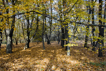 Obraz premium Autumn view of South Park in city of Sofia, Bulgaria