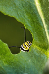 Extreme close-up of a monarch caterpillar voraciously feeding on a giant milkweed bloom.
