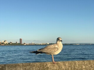 seagull on the pier