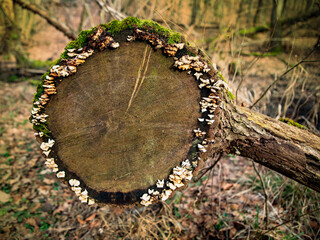 territory with felled forest, felling of trees