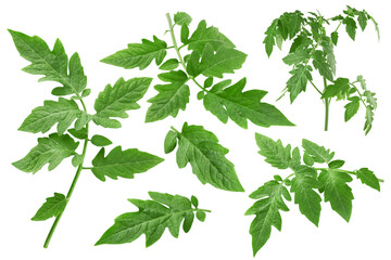 tomato leaf, isolated on white background, clipping path, full depth of field