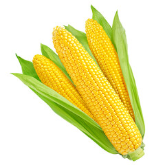 corn ear, isolated on white background, clipping path, full depth of field
