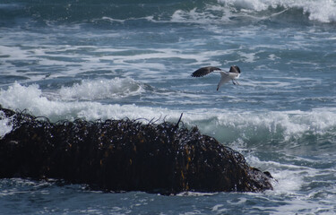 Gaviota pescando en la costa