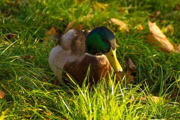 colorful male duck on green grass