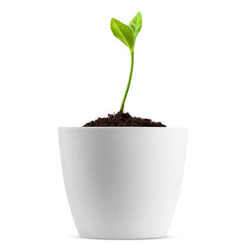 Young Plant Growing In Pot, Isolated On White Background, Clipping Path