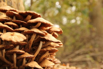 a big group little brown mushrooms in a forest with a green and white soft background