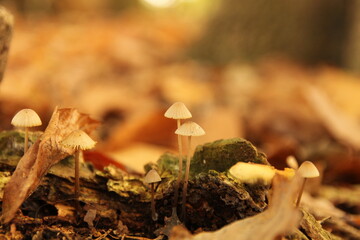a few little white mushrooms at a brown branch in the forest in autumn closeup and a warm soft...