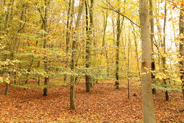 a bright deciduous forest iwith long small trees with yellow and green leaves and brown leaves at the soil in autumn - Powered by Adobe