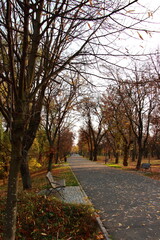 fall colors on the park alley