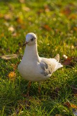 white seagull on green grass