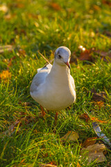 white seagull on green grass