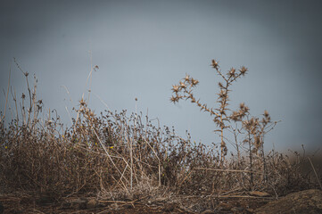 a group of brown shrubs with a gray background