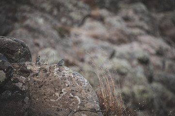 Little birds on a stone