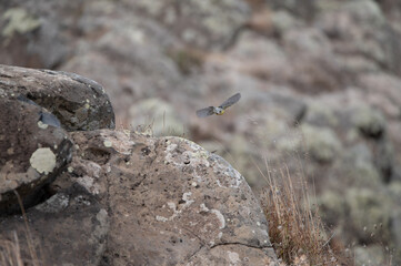 Little birds on a stone