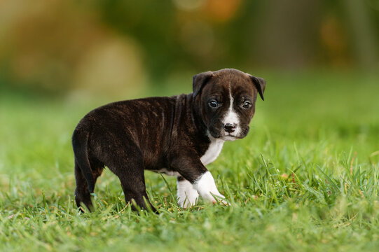 Little american staffordshire terrier puppy walking outdoors in summer