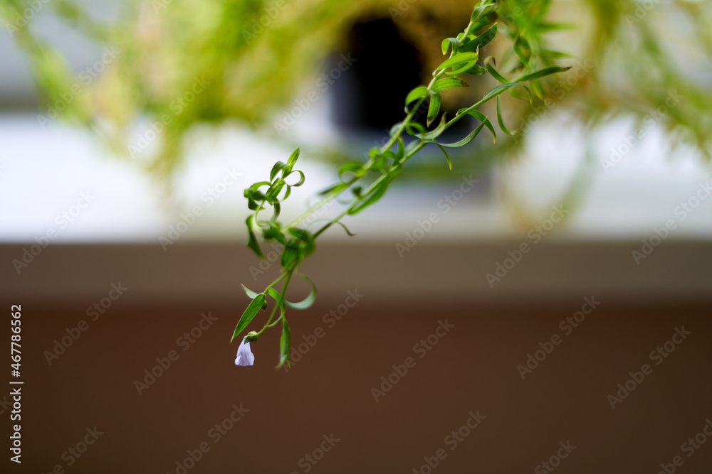 Wall mural Flaxseed plant with blooming blossom and violet petals.