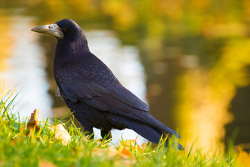 black raven on green grass on water background