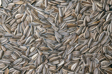 sunflower seed texture close - up as background