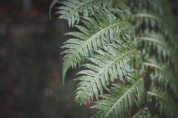 A green fern leaf with depth of field