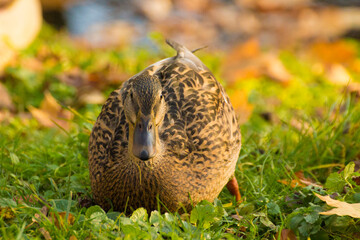 brown female duck on green grass