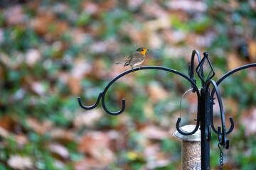 Robin bird feeding in kent garden on a bird feeder