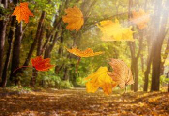 falling autumn yelow leafs on blured forest natural background