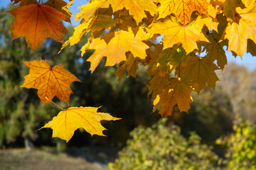falling autumn yelow leafs on blured forest natural background