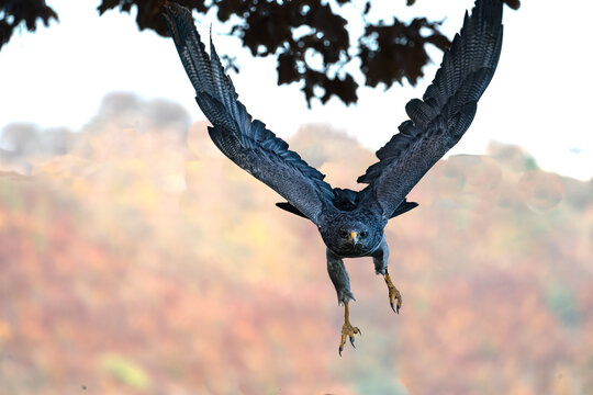 Blaubussard auch Kordillerenadler genannt