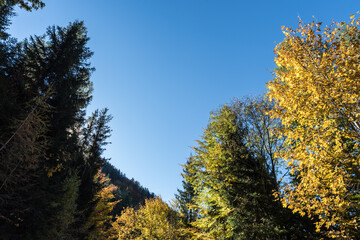Herbstfarben im Bergwald bei Sonnenschein
