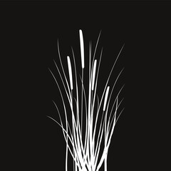 Black silhouette of reeds, sedge,  cane, bulrush, or grass on a white background.Vector illustration.