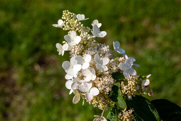  closeup of a beautiful white hydrangea in garden