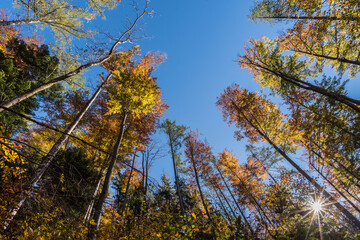 Herbstfarben im Bergwald bei Sonnenschein