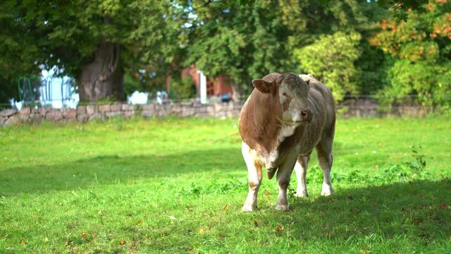 Brown bull eating and walking on the grass at the farm
