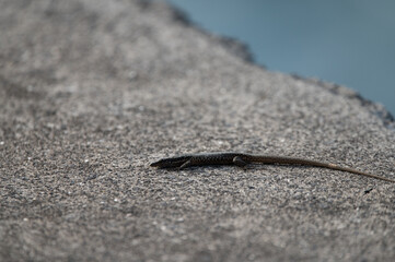 Lizard on stone slabs