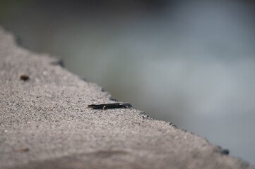 Lizard on stone slabs