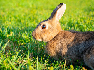 close-up of a beautiful cute rabbit lying on the green grass in summer. Blurred background, side view, pet