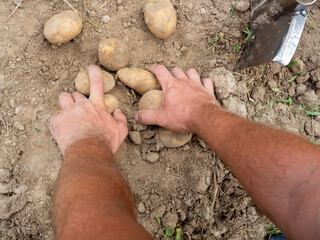 Close-up of fresh large potatoes dug out of the ground in men's hands. The concept of harvesting. A fruitful year. Top view, flat lay