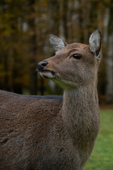 Obraz premium Biche sika