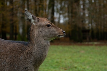 Biche sika