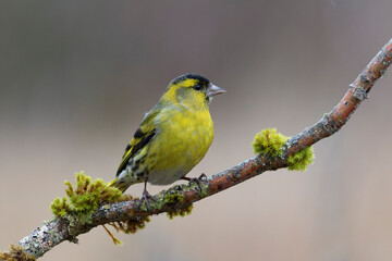 Obraz premium European Siskin Spinus spinus perching on a branch