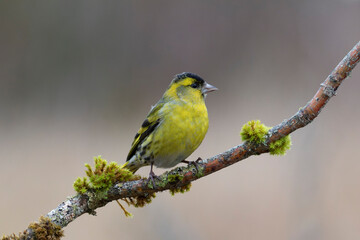 Fototapeta premium European Siskin Spinus spinus perching on a branch
