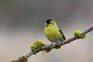 Obraz premium European Siskin Spinus spinus perching on a branch