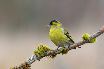 European Siskin Spinus spinus perching on a branch