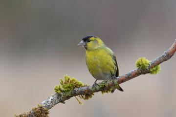 European Siskin Spinus spinus perching on a branch