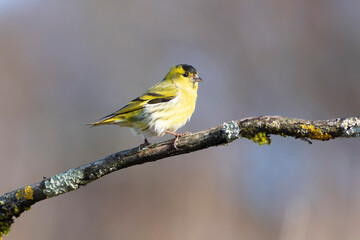 European Siskin Spinus spinus perching on a branch
